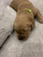 Green collar, a female Golden Retriever for sale in Nine Mile Falls, WA – 3 of 3