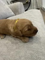 Yellow collar, a female Golden Retriever for sale in Nine Mile Falls, WA – 2 of 3