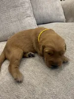 Yellow collar, a female Golden Retriever for sale in Nine Mile Falls, WA – 3 of 3