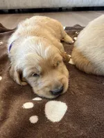 Purple collar, a female Golden Retriever for sale in Nine Mile Falls, WA – 4 of 4