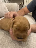 Burgundy collar, a female Golden Retriever for sale in Nine Mile Falls, WA – 2 of 3