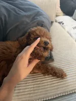 Browny , a male Poodle - Toy  for sale in Encino, CA – 3 of 5