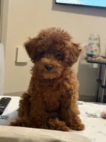 Browny , a male Poodle - Toy  for sale in Encino, CA – 2 of 5