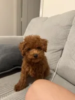 Browny , a male Poodle - Toy  for sale in Encino, CA – 4 of 5