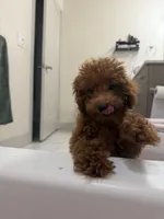 Browny , a male Poodle - Toy  for sale in Encino, CA – 5 of 5