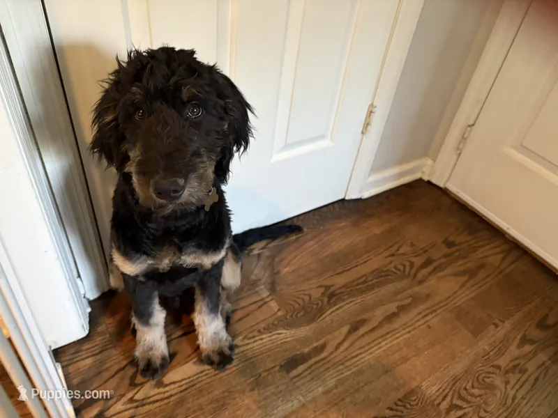 Tucker – Goldendoodle puppy for sale in Franklin, TN