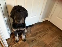 Tucker, a male Goldendoodle for sale in Franklin, TN – 1 of 3