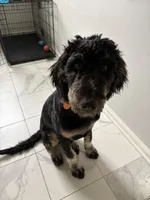 Tucker, a male Goldendoodle for sale in Franklin, TN – 2 of 3