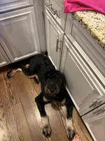 Tucker, a male Goldendoodle for sale in Franklin, TN – 3 of 3