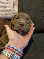 Darcy, a female American Bully for sale in Hartsville, SC – Photo 3 of 4