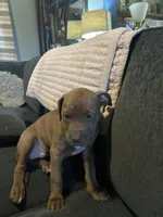 Darcy, a female American Bully for sale in Hartsville, SC – Photo 4 of 4