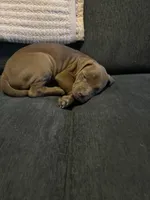 Darcy, a female American Bully for sale in Hartsville, SC – Photo 2 of 4