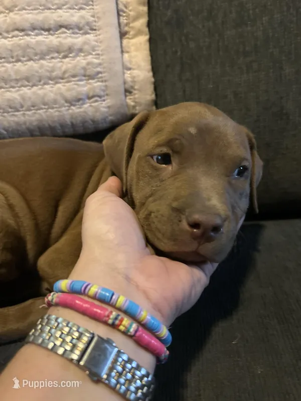 Darcy – American Bully puppy for sale in Hartsville, SC