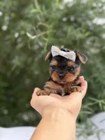 Princess Peach, a female Yorkshire Terrier for sale in Spokane, WA – 1 of 7