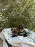 Little Teddy, a male Yorkshire Terrier for sale in Spokane, WA – 6 of 7