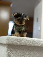 Richie, a male Yorkshire Terrier for sale in Spokane, WA – Photo 2 of 8