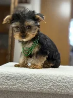 Richie, a male Yorkshire Terrier for sale in Spokane, WA – Photo 7 of 8