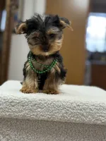 Richie, a male Yorkshire Terrier for sale in Spokane, WA – Photo 8 of 8
