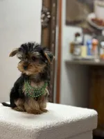 Richie, a male Yorkshire Terrier for sale in Spokane, WA – Photo 5 of 8