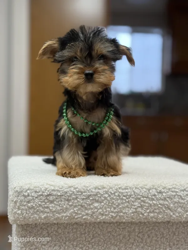 Richie – Yorkshire Terrier puppy for sale in Spokane, WA