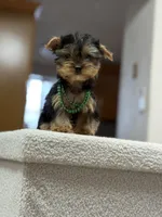 Richie, a male Yorkshire Terrier for sale in Spokane, WA – Photo 4 of 8