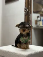 Richie, a male Yorkshire Terrier for sale in Spokane, WA – Photo 6 of 8
