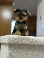 Richie, a male Yorkshire Terrier for sale in Spokane, WA – Photo 3 of 8