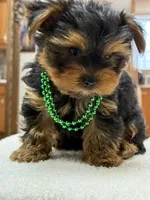 Asher, a male Yorkshire Terrier for sale in Spokane, WA – 2 of 2
