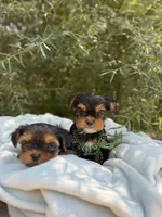 Little Milo, a male Yorkshire Terrier for sale in Spokane, WA – 4 of 10