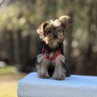 Angi, a female Yorkshire Terrier for sale in Spokane, WA – Photo 1 of 9
