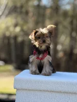 Angi, a female Yorkshire Terrier for sale in Spokane, WA – Photo 1 of 9