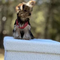 Angi, a female Yorkshire Terrier for sale in Spokane, WA – Photo 8 of 9