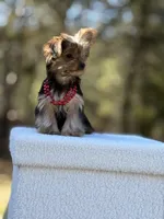 Angi, a female Yorkshire Terrier for sale in Spokane, WA – Photo 8 of 9