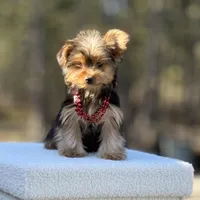 Angi, a female Yorkshire Terrier for sale in Spokane, WA – Photo 9 of 9