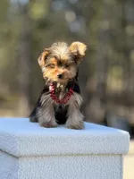 Angi, a female Yorkshire Terrier for sale in Spokane, WA – Photo 9 of 9