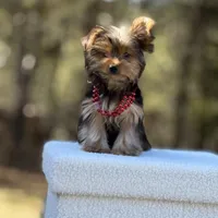 Angi, a female Yorkshire Terrier for sale in Spokane, WA – Photo 6 of 9