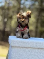 Angi, a female Yorkshire Terrier for sale in Spokane, WA – Photo 6 of 9