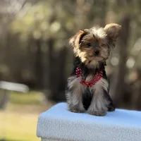 Angi, a female Yorkshire Terrier for sale in Spokane, WA – Photo 2 of 9