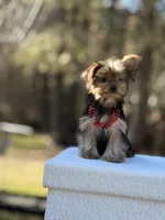 Angi, a female Yorkshire Terrier for sale in Spokane, WA – Photo 2 of 9