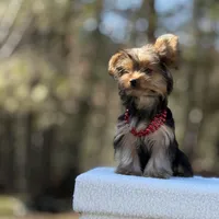 Angi, a female Yorkshire Terrier for sale in Spokane, WA – Photo 4 of 9