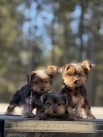 Angi, a female Yorkshire Terrier for sale in Spokane, WA – Photo 5 of 9