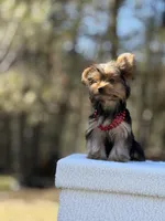 Angi, a female Yorkshire Terrier for sale in Spokane, WA – Photo 3 of 9