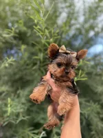 TOY Daisy, a female Yorkshire Terrier for sale in Spokane, WA – 4 of 6