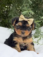 Abigail, a female Yorkshire Terrier for sale in Spokane, WA – 1 of 10