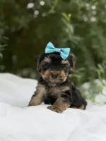 Lillian, a female Yorkshire Terrier for sale in Spokane, WA – 1 of 8