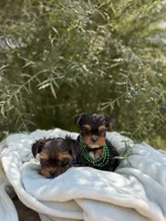 Little Milo, a male Yorkshire Terrier for sale in Spokane, WA – 7 of 10