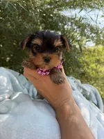 Luna Baby, a female Yorkshire Terrier for sale in Spokane, WA – 3 of 7