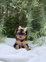 Abigail, a female Yorkshire Terrier for sale in Spokane, WA – 5 of 10