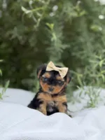 Abigail, a female Yorkshire Terrier for sale in Spokane, WA – 3 of 10