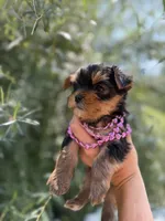 Luna Baby, a female Yorkshire Terrier for sale in Spokane, WA – 6 of 7